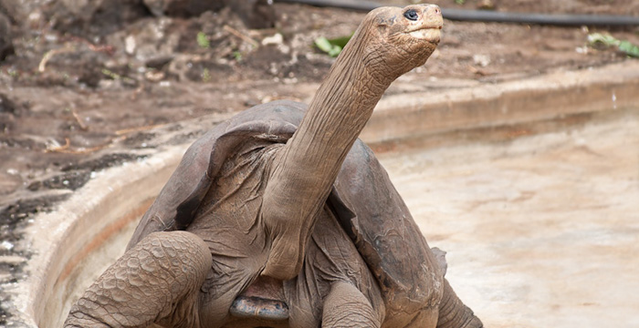 Galapagos - GloxTravel